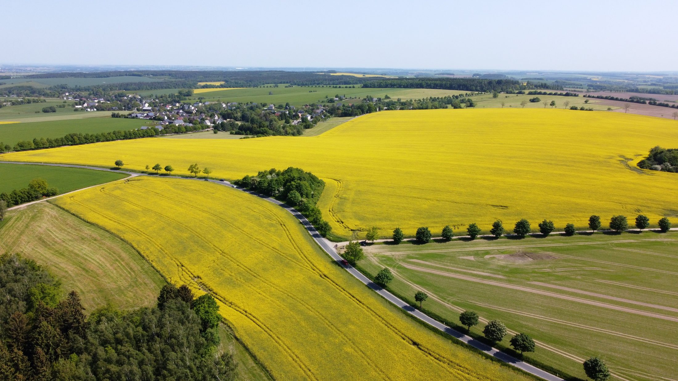 Leuchtende Rapsfelder und eine baumgesaeumte Landstrasse aus der Vogelperspektive
